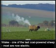 coal_powered_sheep.jpg