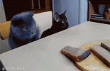 now now kitty.gif