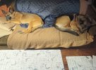 sofa_dogs.jpg