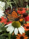 IMG_1682.jpeg