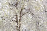 _DSC6052.jpg