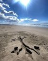 Wile-E.-Coyote-Beep-beep-beach-art.jpg
