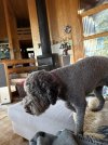IMG_1743.jpeg