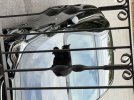 IMG_2135.jpeg
