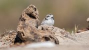 Snowy Plover nesting.jpeg