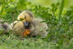 Sleepy Gosling Spring Lake.jpeg