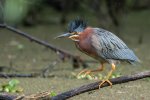Green Heron Spring Lake 6-2.jpeg