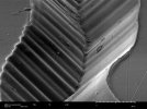 @MicroscopySpecialist_15Kv_SE_HighVac_3000_SEC Alpha_53.jpg