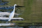 Little Egret Jwagwangcheon Stream.jpg