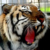 uofmtiger