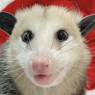 oPossum