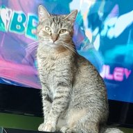 leonelvq
