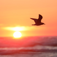 WaveBird