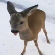LLKMuffin