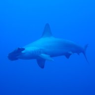 sharky_7