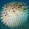 pufferfish