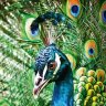 Peafowl