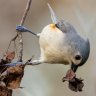 Titmouse