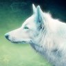 MeatWolf