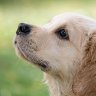 Jim_The_Dog