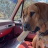 Labhound