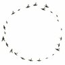 Birdcircles