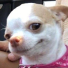 Pha