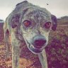 HairyDog
