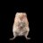 vole-boy