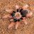 brachypelma44