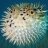 pufferfish