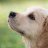 Jim_The_Dog