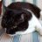Briocat