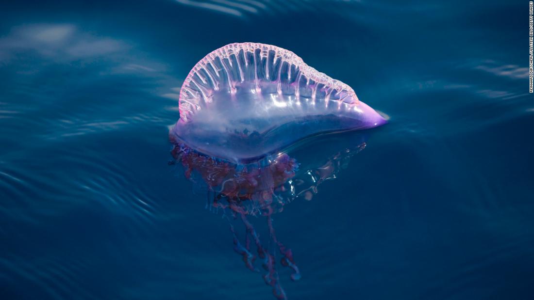 190107101327-02-australia-queensland-bluebottle-jellyfish-intl-super-tease.jpg