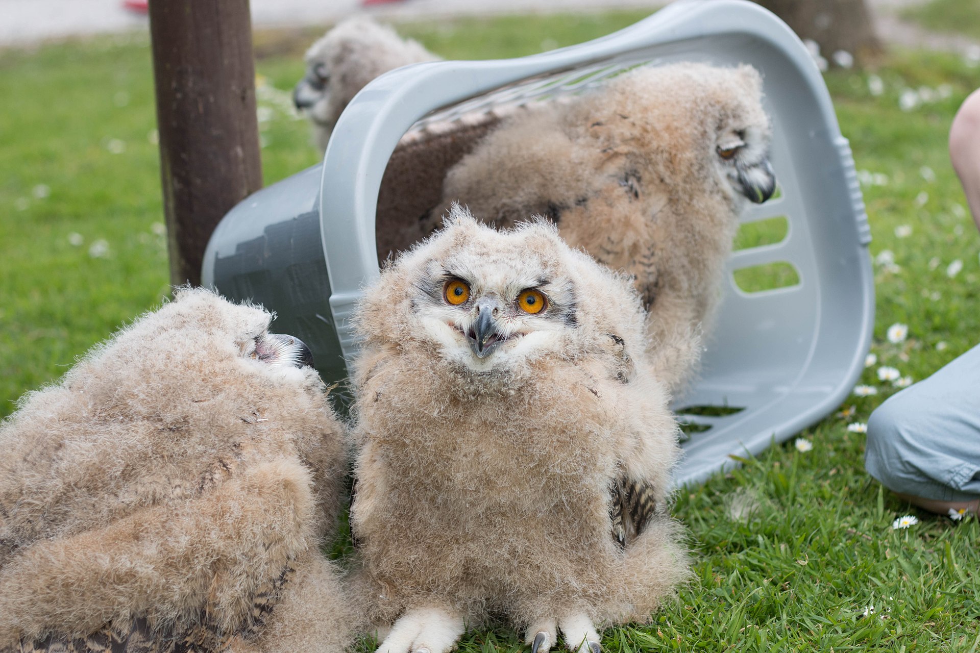 1920px-Baby_Siberian_eagle-owls,_Screech_Owl_Sanctuary.jpg