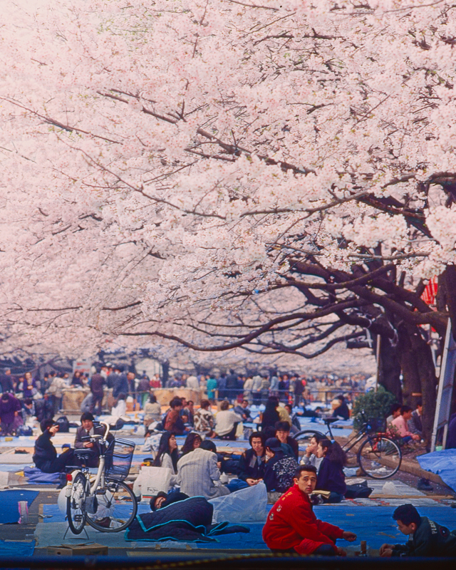 1992 Japan Tokyo Cherry Blossom Tour-111.png
