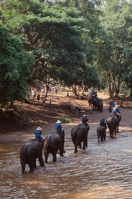 19950429 Thailand Chiang Mai Elephant Ride-10023.jpg