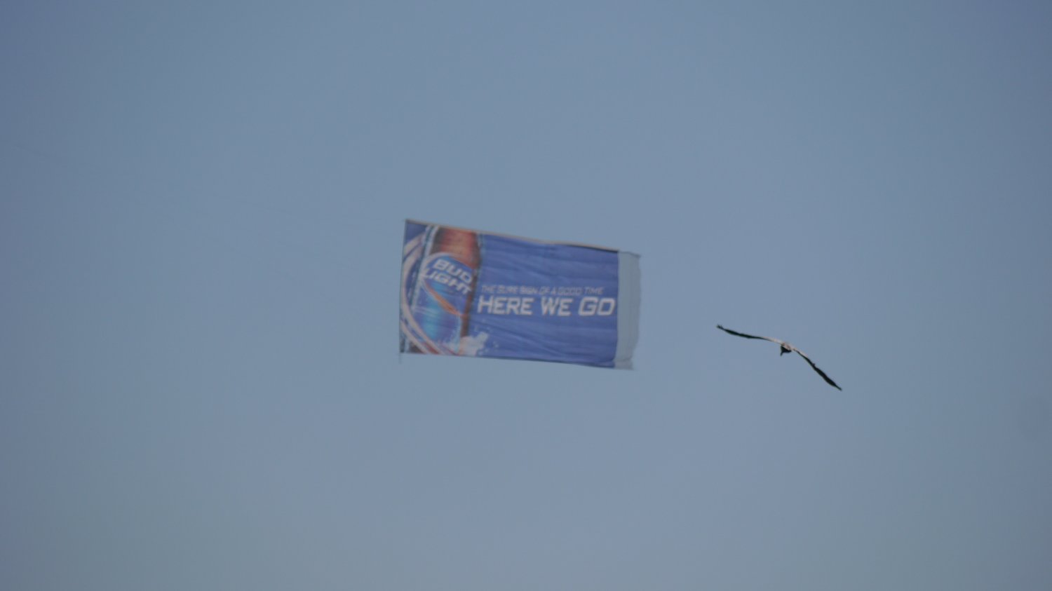 20121215_BeachPelican-BudLightBanner-HereWeGo1.JPG