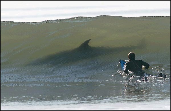 202206_SurfingShark.jpg