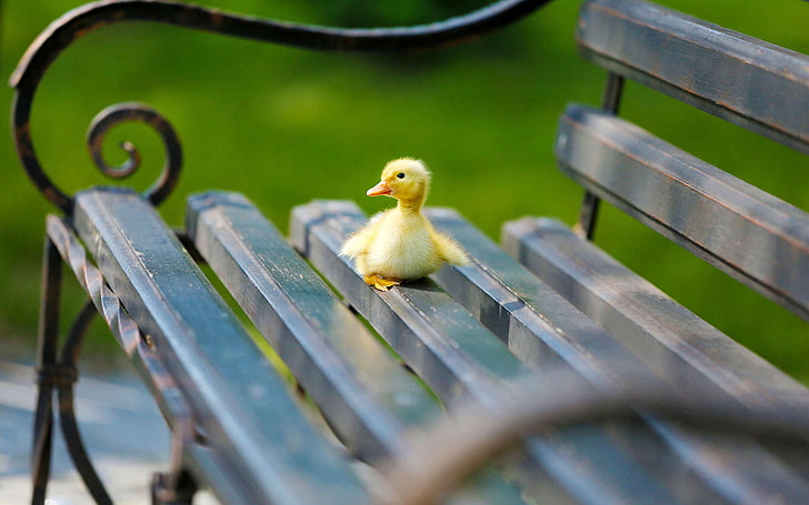 animal-baby-bench-duck-wallpaper-preview.jpg