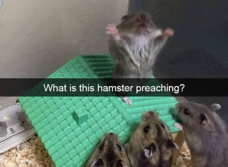 animal-new-is-this-hamster-preaching.jpeg