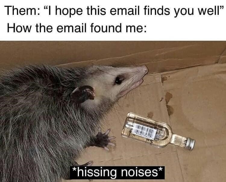 animal-them-hope-this-email-finds-well-email-found-hissing-noises.jpeg