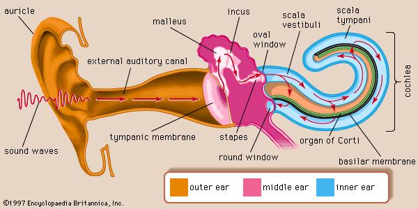 AuditorDiagram.jpg