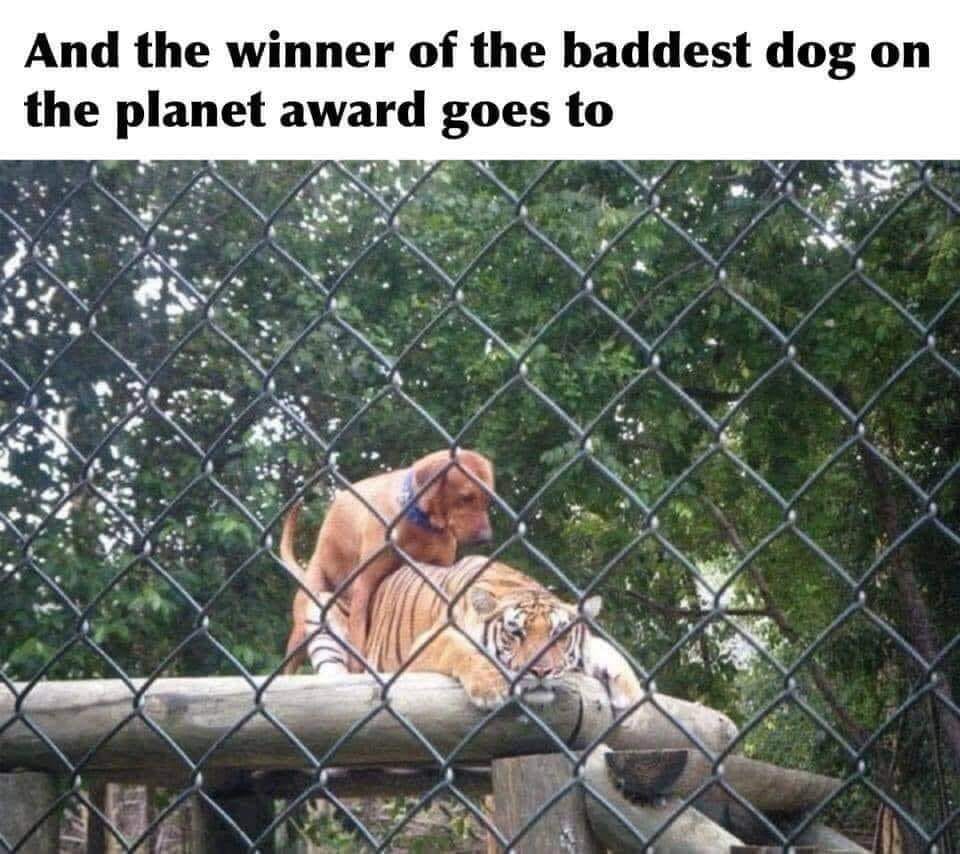 bad dog.jpg