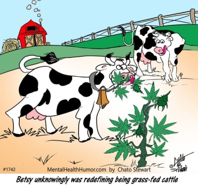 Betsy-grass-fed-cattle-1.jpg