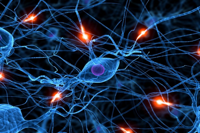 Bioelectricity in Brain.jpg