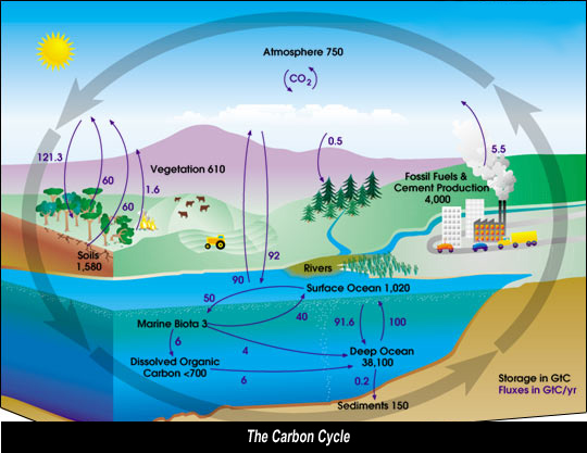 Carbon Cycle Diagram.jpg
