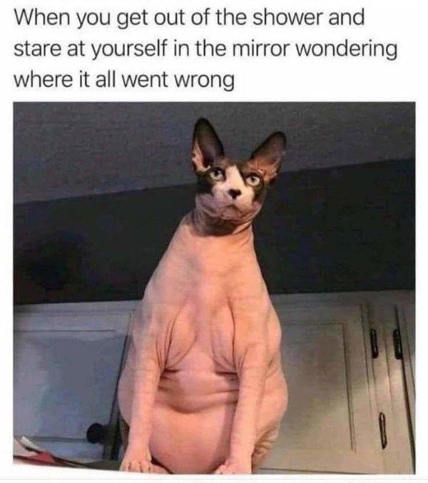 cat-get-out-shower-and-stare-at-yourself-mirror-wondering-where-all-went-wrong.jpg