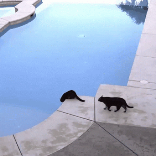 Cat into the pool.gif