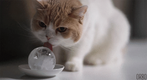 Cat Licking rotating crystal ball.gif
